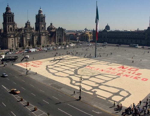 Alfombra, en la Plaza de la Constitución de la Ciudad de México, de la Campaña Nacional Sin Maíz no hay País. Se lee "No al maíz transgénico", 