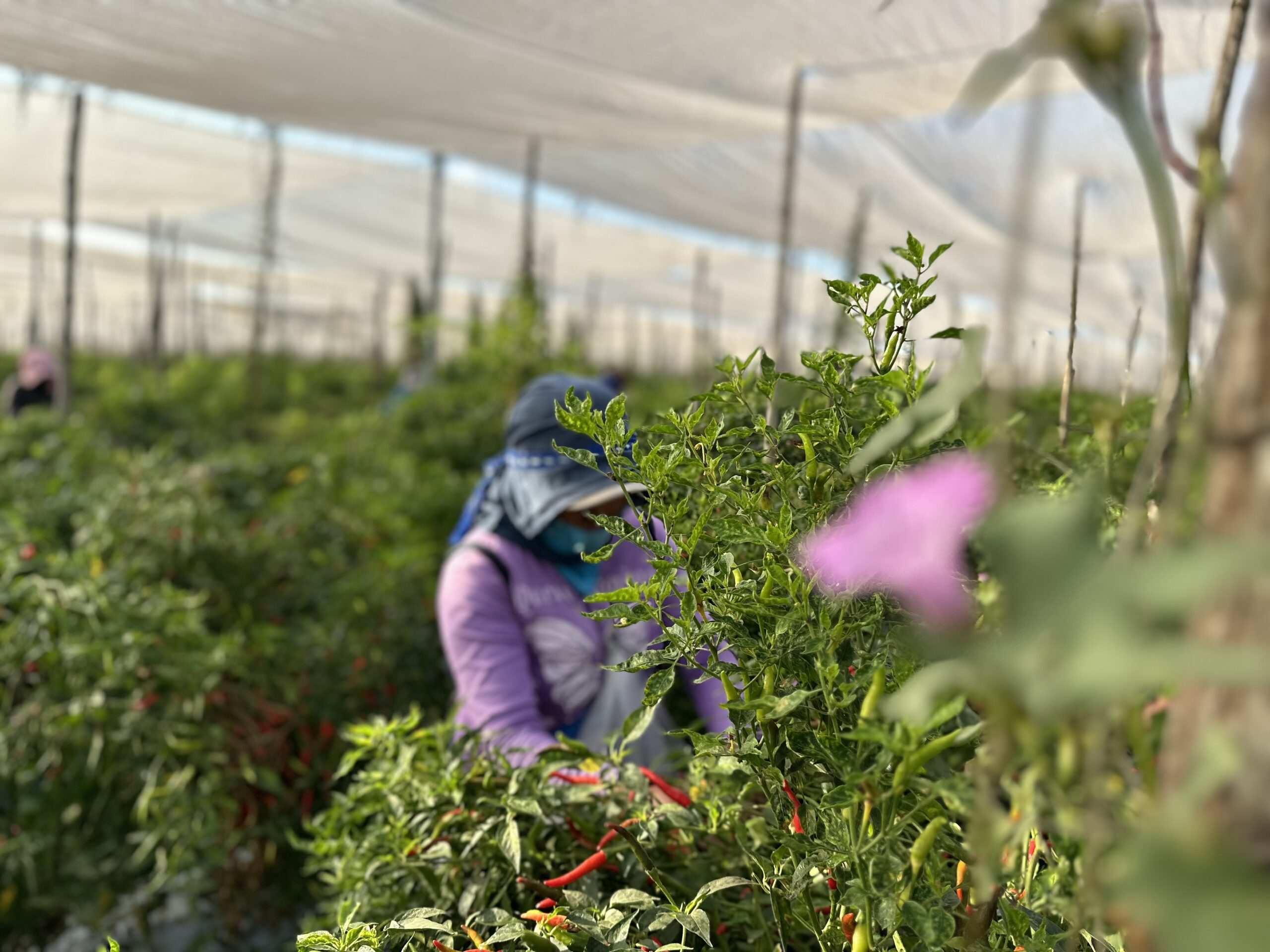 Mujer jornalera agrícola protegida para el trabajo cosechando chiles de un sembradío. 