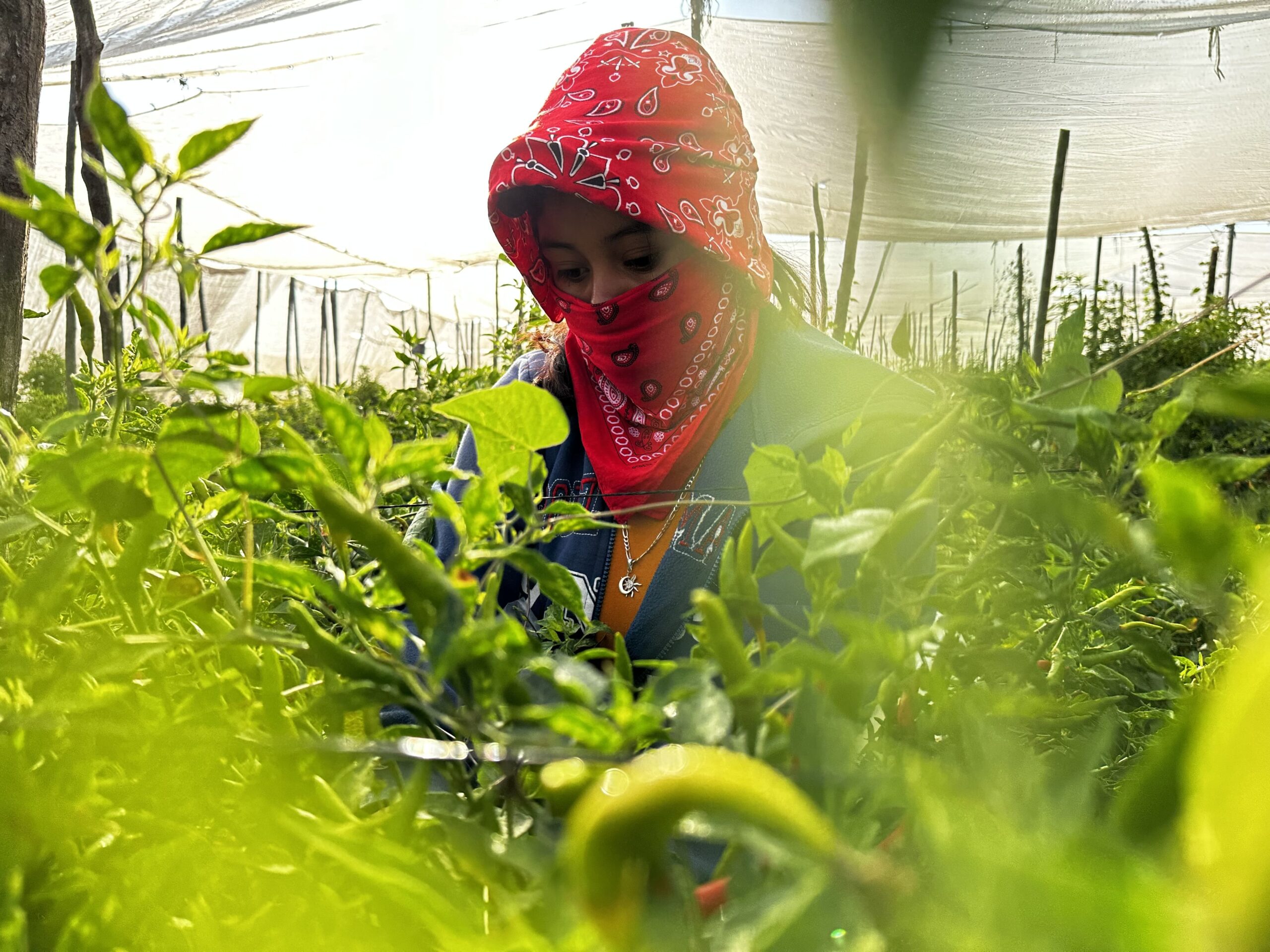 Mujer agricultora protegida para la jornada con paliacates cosechando en un sembradío de chiles. 